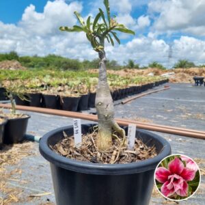 Rosa do Deserto 1303 49 Baobá Baby Stella - Linha Baobá - RDF Fortaleza