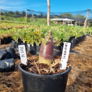 1303 36 Arabicum lava Red f3