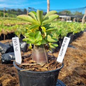 1303 40 Arabicum Volcano Red f3