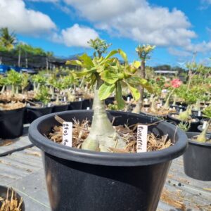 Rosa do Deserto 1703 40 Baobá Baby Pineapple - Linha Baobá - RDF Fortaleza