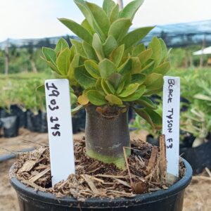 1903 145 Arabicum Black tyson F3