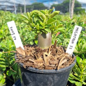 2003 27 Arabicum Red Megatron f3