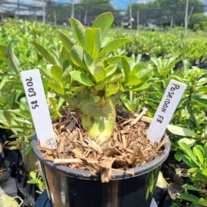 2003 15 Arabicum Poseidon f3