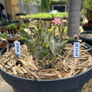 2603 12 Arabicum Ultron - Adulta