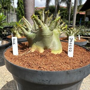 2403 02 Arabicum Hulk - Adulta ( Leilão )