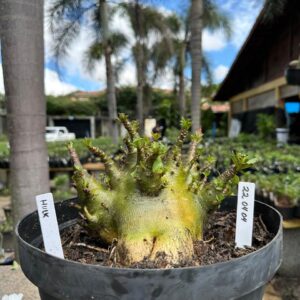 2204 04 Arabicum Hulk - Adulta