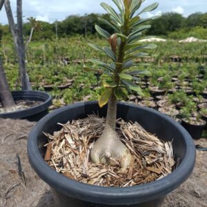 2504 07 Socotranum Pura