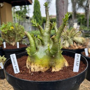 2703 22 Arabicum Cadman - Adulta