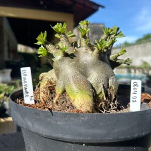 0804 02 Arabicum Espinossauro - Adulta ( Leilão )