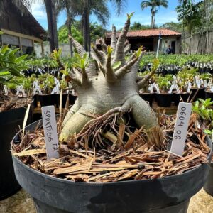 0604 06 Arabicum Spartacus - Adulta