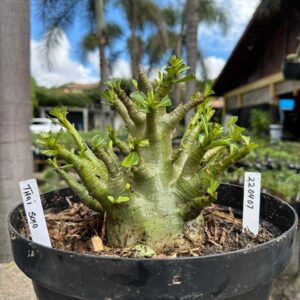 2204 07 Arabicum Thai soco - Adulta