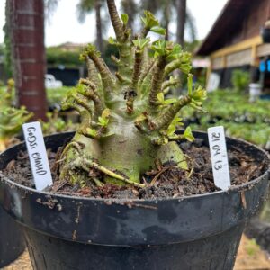 2104 13 Arabicum Godji Champ - Adulta