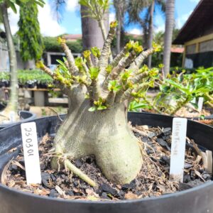 2303 01 Arabicum HighTower - Adulta