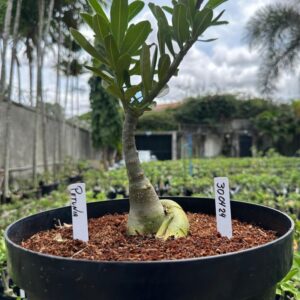 3004 24 Baobá Baby Petunia