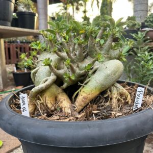 3004 06 Arabicum Poseidon - Adulta