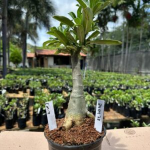 2403 78 Rosa do Deserto Lm4