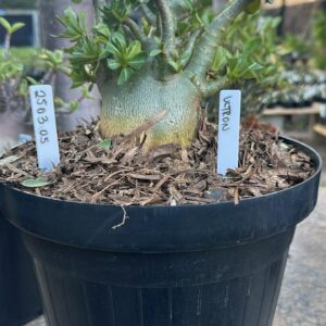 2503 05 Arabicum Ultron - Adulta