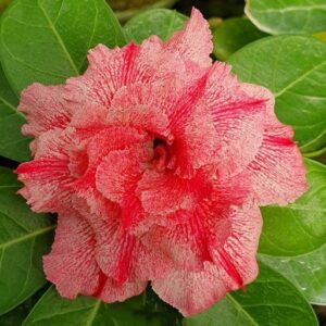 Big Caudex - Rosa do Deserto Tule (Laranja)