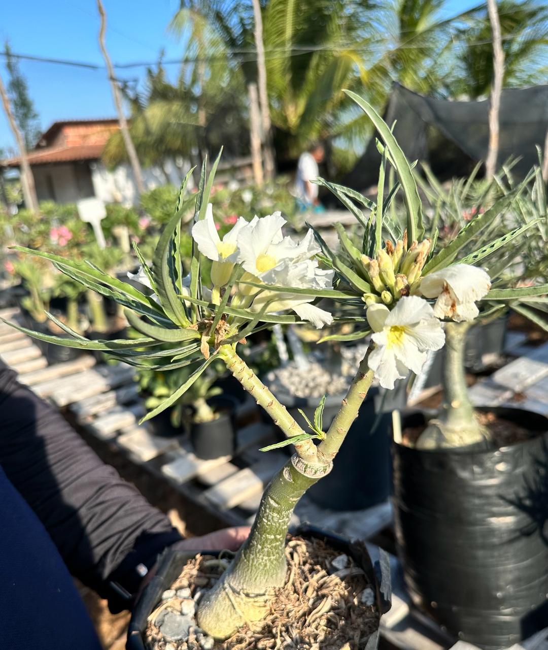 Big Caudex - Rosa do Deserto White Buquê Enxertada (Indefinida Crispum Buquê) - Imagem 3