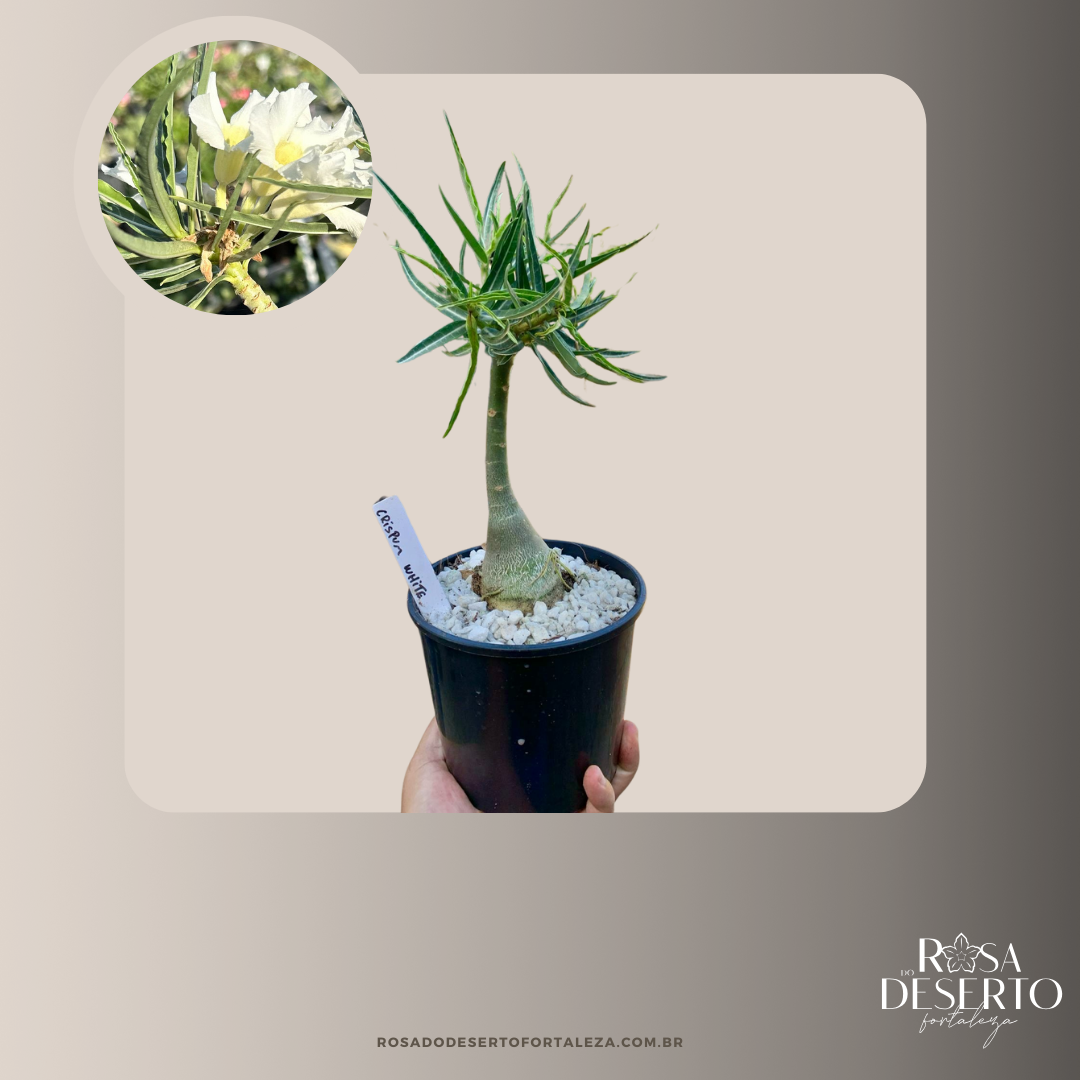 Rosa do Deserto Big Caudex - Rosa do Deserto White Buquê Enxertada (Indefinida Crispum Buquê) - Linha Big Caudex RDF - RDF Fortaleza