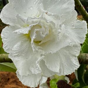 Rosa do Deserto Big Caudex - Rosa do Deserto White House (Branca) - Linha Big Caudex RDF - RDF Fortaleza