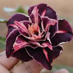 Rosa do Deserto Big Caudex - Rosa do Deserto Dakota (Negra) - Linha Big Caudex RDF - RDF Fortaleza