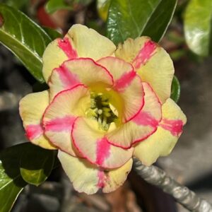 Big Caudex - Rosa do Deserto Pineapple (Amarela)