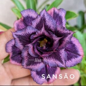 Podadinha - Rosa do Deserto Sansão (Roxa)