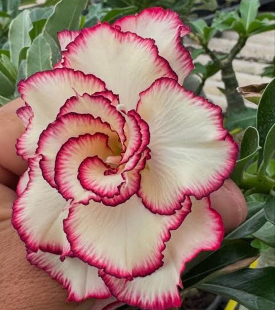 Rosa do Deserto Big Caudex - Rosa do Deserto Gis (Branca Borda Rosa) - Linha Big Caudex RDF - RDF Fortaleza