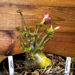 2101 15 Arabicum Dinossauro - Adulta