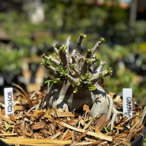 0201 09 Arabicum Asgard - Adulta