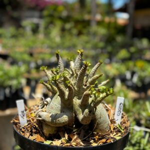 0201 13 Arabicum Thor - Adulta