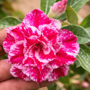 Rosa do Deserto Big Caudex - Rosa do Deserto Sorvete (Pink Florífera) - Linha Big Caudex RDF - RDF Fortaleza