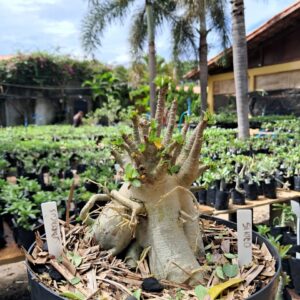 0201 15 Arabicum Spartacus - Adulta