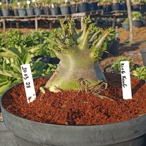 1003 28 Arabicum King Kong - Adulta (Viveiro)