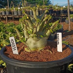 1003 31 Arabicum Overload - Adulta (Viveiro)