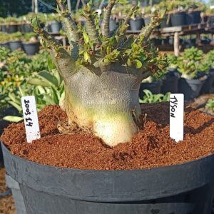 1003 14 Arabicum Tyson - Adulta (Viveiro)