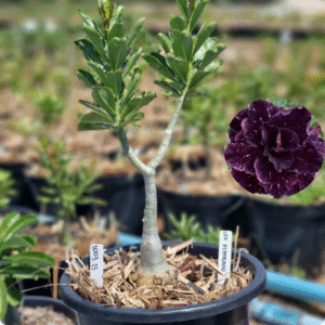 Rosa do Deserto 1003 23 Baobá Baby Céu Estrelado - Linha Baobá - RDF Fortaleza