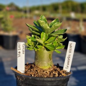 1103 12 Arabicum Júpiter Tigrada F3 Leilão - Viveiro