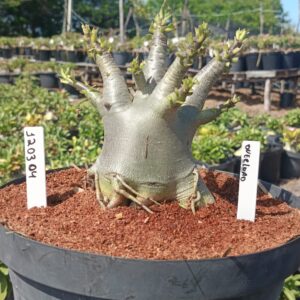 1203 04 Arabicum Overload - Adulta (Viveiro)