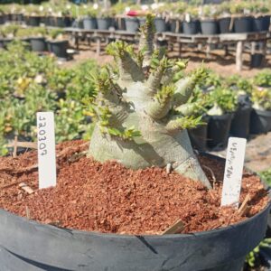 1203 07 Arabicum Venuzau - Adulta (Viveiro)