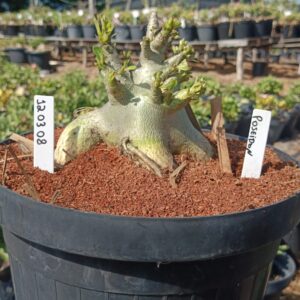 1203 08 Arabicum Poseidon - Adulta (Viveiro)