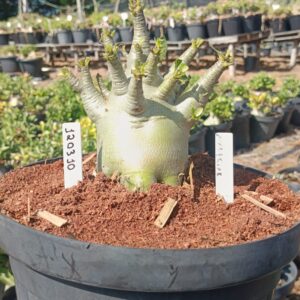 1203 11 Arabicum Tundra - Adulta (Viveiro)