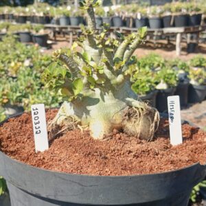 1203 12 Arabicum Hesfero - Adulta (Viveiro)