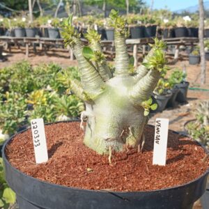 1203 13 Arabicum Venezau - Adulta (Viveiro)