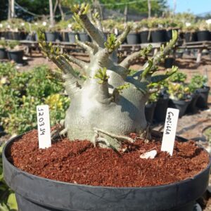 1203 14 Arabicum Godzilla - Adulta (Viveiro)