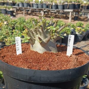 1203 15 Arabicum Jurassic - Adulta (Viveiro)