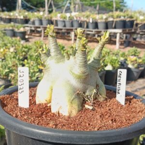 1203 23 Arabicum Cartepila- Adulta (Viveiro)