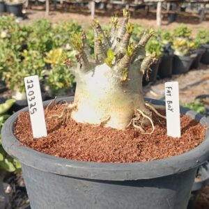 1203 25 Arabicum Fat Boy- Adulta (Viveiro)