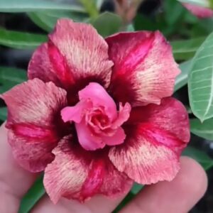 Big Caudex - Rosa Do Deserto Duquesa